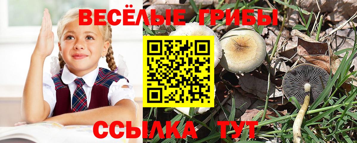 Псилоцибиновые грибы Psilocybine cubensis  Псилоцибиновые грибы MAGIC MUSHROOMS  Боровичи  Вход с VPN 